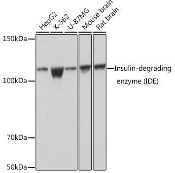 A11190_1.jpg