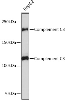 A11196_1.jpg