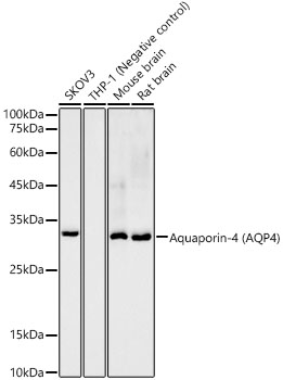 A11210_1.jpg