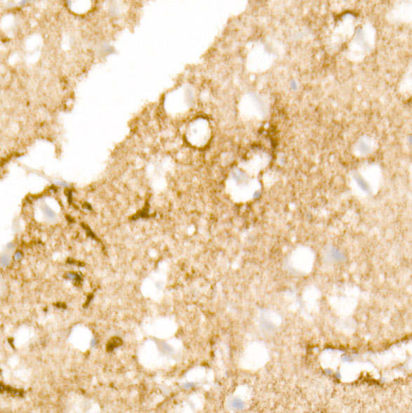 A11210_2.jpg