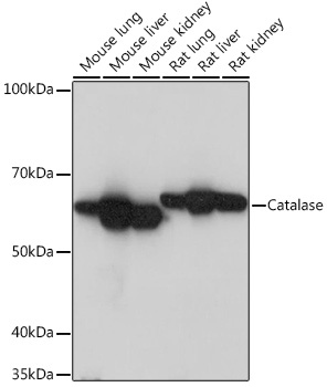 A11220_1.jpg