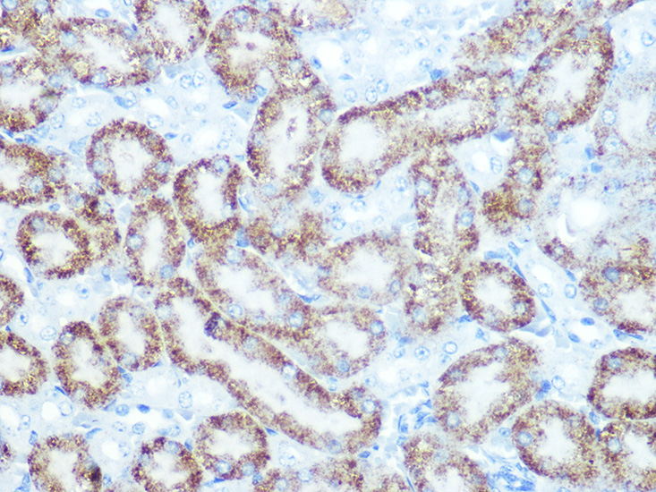 A11220_2.jpg