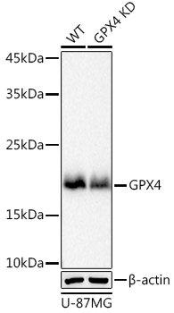 A11243_2.jpg