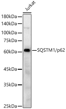 A11250_2.jpg