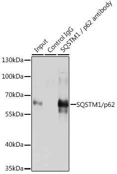 A11250_6.jpg