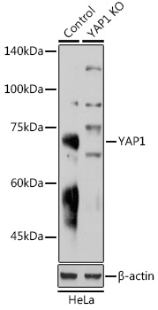 A11264_2.jpg