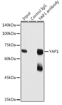 A11264_3.jpg