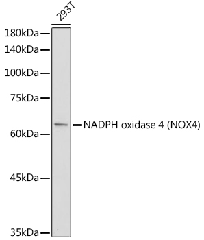 A11274_1.jpg