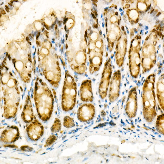 A11274_4.jpg