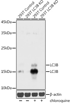 A11280_3.jpg