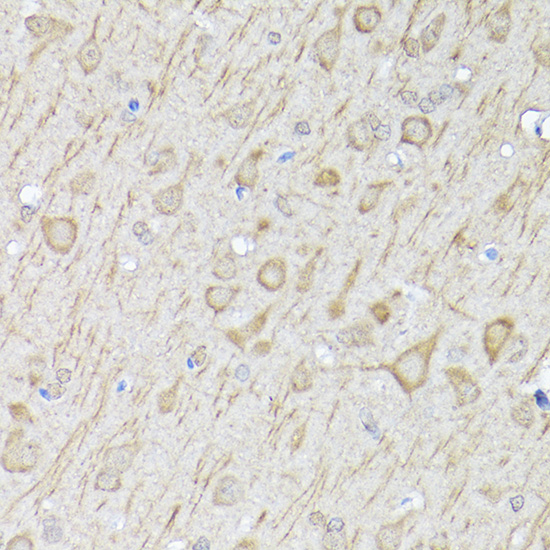 A11280_6.jpg