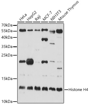 A1131_1.jpg
