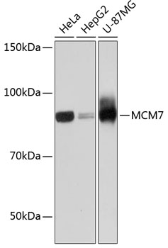 A11325_1.jpg