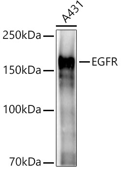 A11351_1.jpg