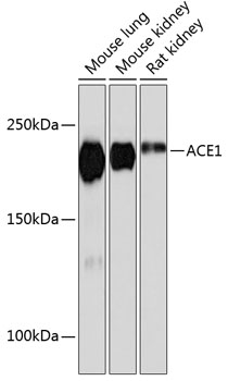 A11357_1.jpg