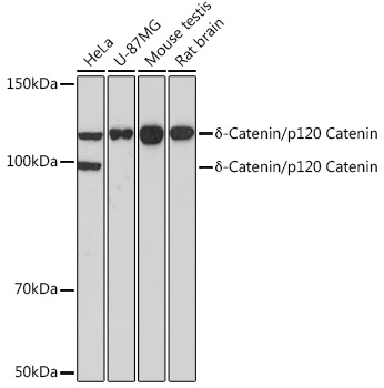 A11399_1.jpg