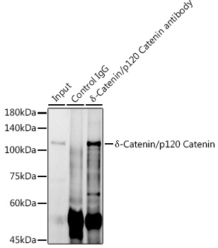 A11399_4.jpg