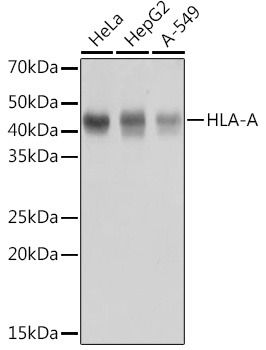A11406_1.jpg