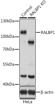 A1140_2.jpg