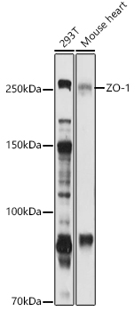 A11417_1.jpg