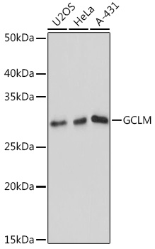 A11444_1.jpg