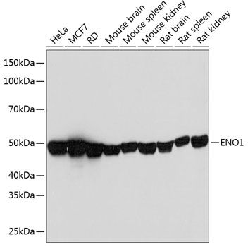 A11448_1.jpg