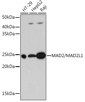 A11469_1.jpg