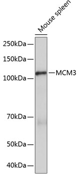 A11475_2.jpg