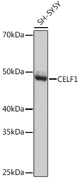A1150_1.jpg