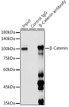 A11512_2.jpg