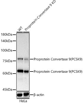 A11532_2.jpg