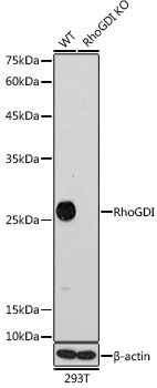 A11556_2.jpg