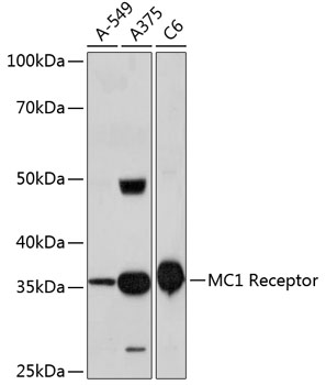 A11594_1.jpg