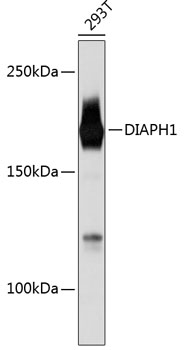 A11596_1.jpg