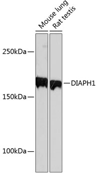 A11596_2.jpg
