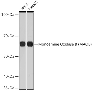 A11597_1.jpg