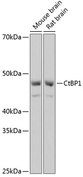 A11600_2.jpg