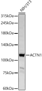 A1160_1.jpg