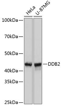 A11615_1.jpg