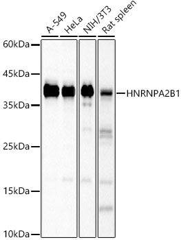 A1162_2.jpg