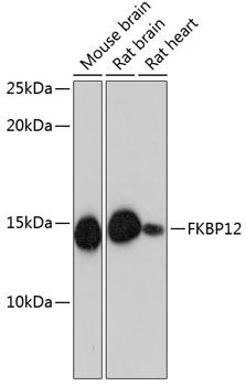 A11641_1.jpg