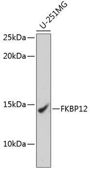 A11641_2.jpg