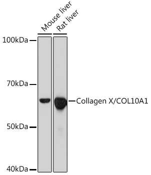 A11645_1.jpg