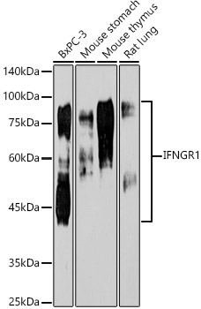 A11653_1.jpg