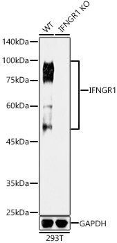 A11653_2.jpg