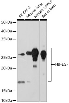 A11657_1.jpg