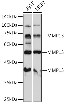 A11755_1.jpg