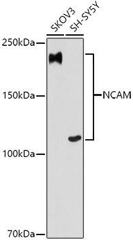 A11770_1.jpg