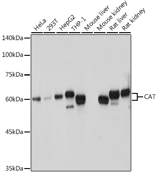 A11780_1.jpg