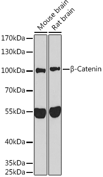 A11932_1.jpg